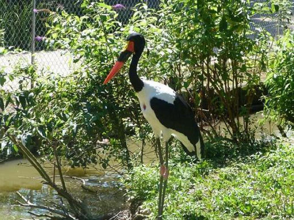 101PARC AUX OISEAUX DANS L AIN 2016 3_000004.jpg